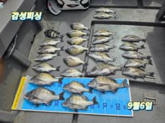 9월6일가을감성돔(100)마릿수조황입니다