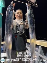 [완도] 완도오렌지호//7일4~5지 쿨러가득 담고왔습니다