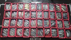 통영곤리도 스텔라 좌대! 참돔 돌돔 강담돔 감성돔 숭어 양태 전갱이 잡으러오세요