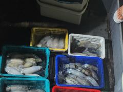 [고성] 무늬팁런 오늘도 3자리는 가뿐하게