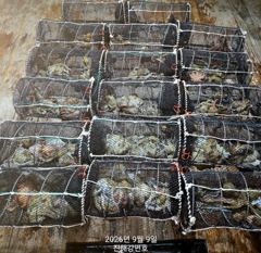 (문어)반피딩에 연타~15수 장원 덩어리들 속출 강민호(오늘 예약)