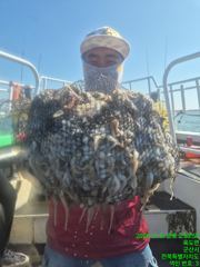 [군산비응항 낚시사냥꾼 에이스호] 8일 쭈구미~~~드~~뎌 망테기 조황,,,,