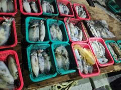 [거제] (무늬오징어)가조도 구석구석 마릿수 뽑고 또 뽑고~대동낚시(오늘…