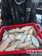 [고흥,녹동] 9일 갑오징어 조황 소식입니다