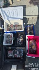 태안 안면도 쭈꾸미낚시 9월9일 피싱킬러호 출항 조황!