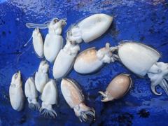 문·쭈·갑조황 - 9월9일 씨헌터호 갑오징어 조황입니다 - 격포 새만금낚시,배낚시,선상낚시