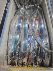 내만칼치ㅡ 폭풍입질로 만쿨 도장찍고 철수(예약가능)