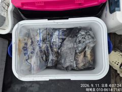 오늘의조황 - 9월11일 해복호 갑오징어 조황 - 영목항 해성피싱-해성2호