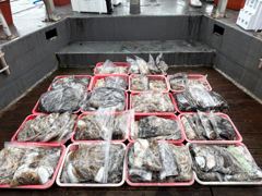오늘의조황 - 피싱매니아 9월10일 쭈갑조황입니다 - 홍원항 항구낚시
