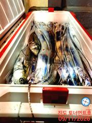 [해남,진도] 진도토너먼트호] 씨알좋은 왕갈치 씨알,마릿수 골고루 9월12일입…