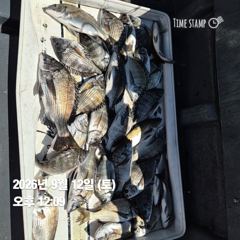 [마산] 돔앤돔호 어제.오늘조황..30수이상.