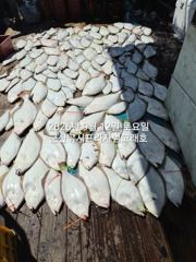 [군산] 9월12일 군산 범고래호 광어 날이면 날마다 잘나와줍니다! 기세…