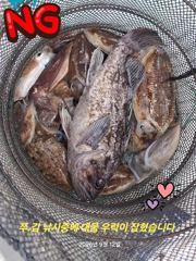 2026년9월12일 쭈.갑 조황 정보