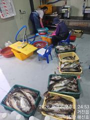 (東)동해조황 - 12일 거진항 뉴신성호 왕대구 조항 올립니다