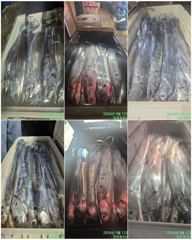 출조안내 - [ 진도보디가드호 ]= ==>> 심선장 =>> 왕갈치 출조 합니다. << 조황굿!!!! 내일 자리여유 많이 있습니다. >>