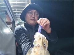 1   [통영] 무늬오징어 마리수조황~ 1