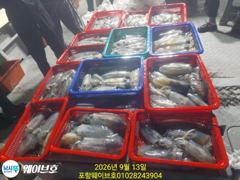 12일웨이브호무늬팁런110마리