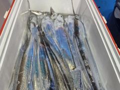 [통영] 통영영운호14석) 먼바다 왕갈치 전원 골고루 잡았습니다 (15일…