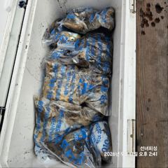 안면도 갑오징어 낚시 쭈꾸미와 갑오징어를 동시에