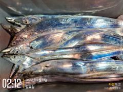 실시간 조황 - 2026년 9월 13일 왕대구 지깅 출조