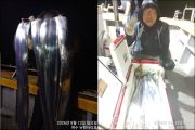 [뉴-한사리호]13일철수 갈치 기본조황입니다