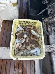 9월13일조황입니다.
