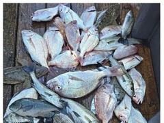 [거제] 어초ㆍ여밭감성돔/뺀찌/벵에돔 4대돔 핫~