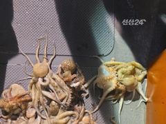 야간돌문어퍽~퍽장원25수21수외마릿수굿~굿
