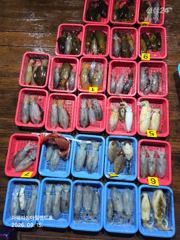[통영] 팁런) 무늬 덩치가 훌쩍 커졌네요~(1500만원 이벤트)
