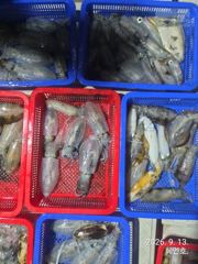 [마산] 무늬팁런 세자리 마릿수퍽퍽 조황 오늘19시출항확정 예약받습니다