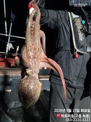15일 문어 조황 올립니다