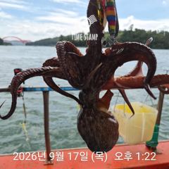문어 장원 45마리 씨알!