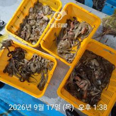 [사천] 문어 장원 45마리 씨알!