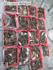 2026 시즌 첫 백갑조사 탄생!!