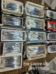 [진해] 키로급외 사이즈굿! 돌문어사냥 고고고!