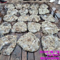 <레인보우호> 쭈꾸미 종일 "망탱이 조황"(17일)-조사님들 즐낚하고 입항했습니다