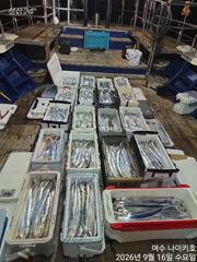 갈치한치조황++ - 진도토너먼트호) 먼바다권 씨알좋은 왕갈치 9월17밀 입항조황~19.20.21.22.23~자리여유 있습니다 ~