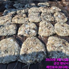 <레인보우호> 쭈꾸미 종일 마무리 굿~조황(18일)-쭈꾸미 잘나옵니다~!