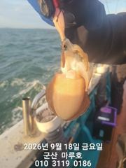 9월 18일 군산 마루호 쭈꾸미 실시간조항 ~☆