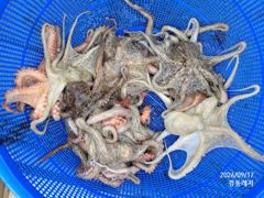 [통영] 경동레저(신광) 선외기낚시 돌문어 조과