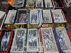 [진해] 은빛 내만 갈치 텐빈 느나느나 조황 오늘 무조건 출항 자리여유