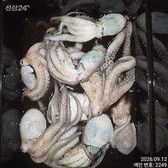 [진해] 오늘 묵직하게 올라오는 야간~돌문어 잡으러 출조 갑니다@ 오늘,…