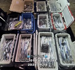 [진해] (풍산)내만갈치 폭풍 입질! 느나느나 피딩 !(오늘,예약가능합니…