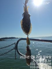 [군산] 20일 월명호 쭈꾸미 오전반 실시간