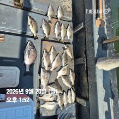 [마산] 돔앤돔호 토.일 조황입니다.39이하