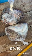 [사천] 삼천포 산분령 유료낚시터 9/19 조황입니다!!