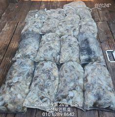 2026.9.20 [군산 포인트호] 쭈꾸미쭈꾸미~~