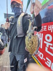 갑오징어출조