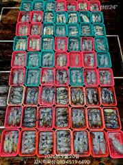 [마산] 《무늬오징어》사이즈 마릿수 나이스합니다 NEW꼬시락피싱