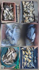 고성내만 선외기 및 선상